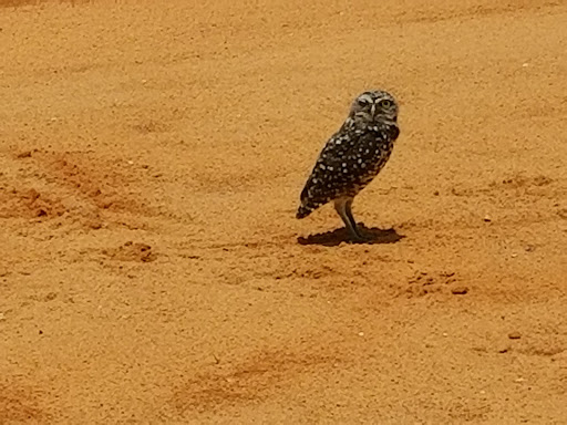 Park «Miramar Regional Park», reviews and photos, 16801 Miramar Pkwy, Miramar, FL 33027, USA