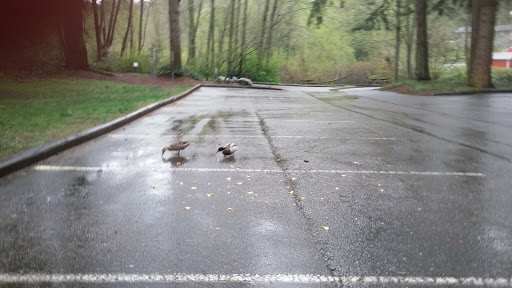 Park «Scriber Lake Park», reviews and photos, 5601 198th St SW, Lynnwood, WA 98036, USA