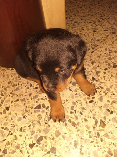 Clínica Veterinaria Sentmenat en Sentmenat