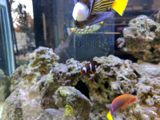 Tropical Fish Store «All Things Aquariums», reviews and photos, 30789 SW Boones Ferry Rd k, Wilsonville, OR 97070, USA