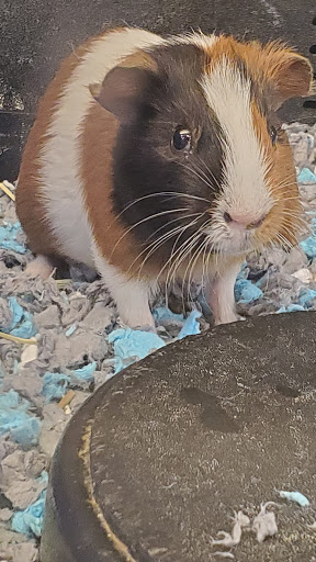 Pet Supply Store «PetSmart», reviews and photos, 2929 James Sanders Blvd f, Paducah, KY 42001, USA