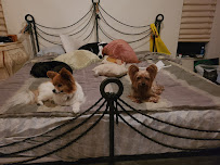 Saif Pet Sitters - Photo 2 - Car repair in Plantation, FL, Pembroke Pines