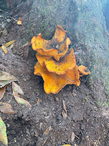 County Government Office «Brevard County Enchanted Forest Sanctuary», reviews and photos, 444 Columbia Blvd, Titusville, FL 32780, USA