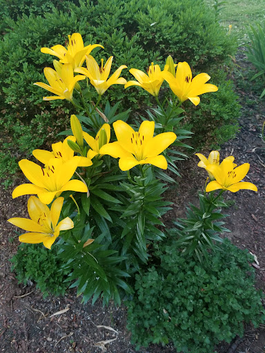 Social Services Organization «Ronald McDonald House», reviews and photos