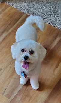 PetSmart Grooming - Photo 8 - Car repair in Winston-Salem, NC, Winston-Salem