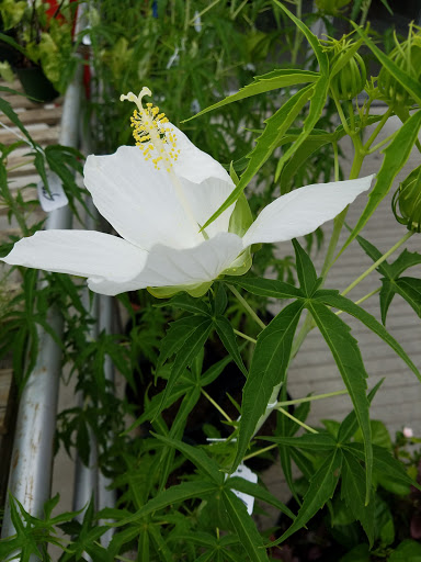 Produce Market «Southside Produce Co Inc», reviews and photos, 8240 Perkins Rd, Baton Rouge, LA 70810, USA