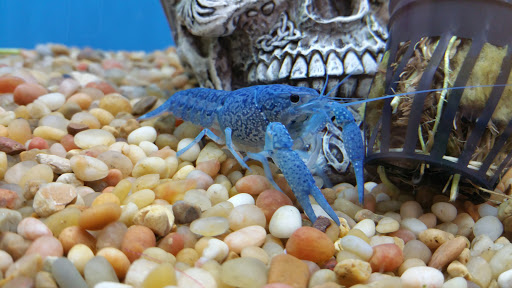 Pet Supply Store «Pet Supplies Plus», reviews and photos, 375 Paterson Ave #105, Wallington, NJ 07057, USA