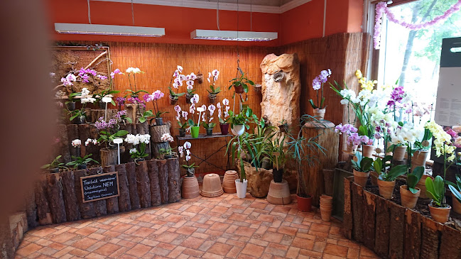 Értékelések erről a helyről: Díva Orchidea (Pán-Amerika Stúdió), Budapest - Virágárus