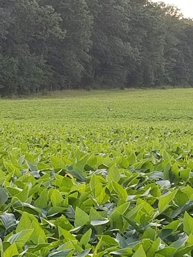 State Park «Parvin State Park», reviews and photos, 701 Almond Rd, Pittsgrove Township, NJ 08318, USA