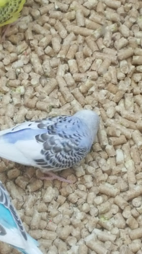 Pet Supply Store «PetSmart», reviews and photos, 3601 Rib Mountain Dr, Wausau, WI 54401, USA