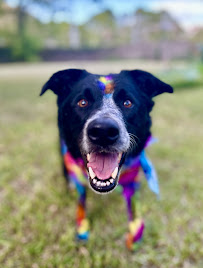 Apawllo 13 Grooming - Photo 3 - Car repair in Houston, TX, League City