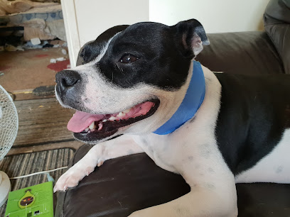 Bush House Veterinary Group en Ammanford