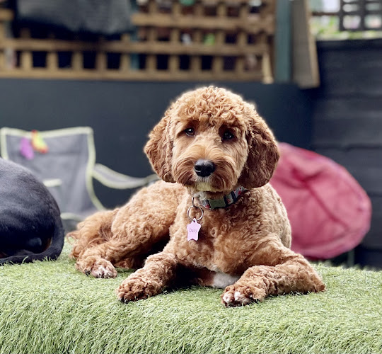 Dogs and Divas Doggy Daycare - Manchester