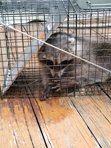 Home Improvement Store «Tractor Supply Co.», reviews and photos, 40 Dillon Plaza Dr, High Ridge, MO 63049, USA