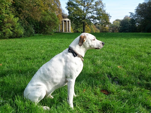 Parks gehören zu Hunden Hannover