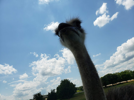 Zoo «Tupelo Buffalo Park & Zoo», reviews and photos, 2272 Coley Rd, Tupelo, MS 38801, USA