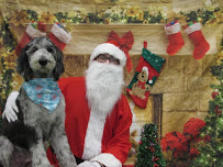 Dogtopia of Shelton - Photo 5 - Car repair in Shelton, CT, Bridgeport