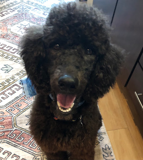 Pet Supply Store «Magic Pet Baldwin Park», reviews and photos, 4836 New Broad St, Orlando, FL 32814, USA