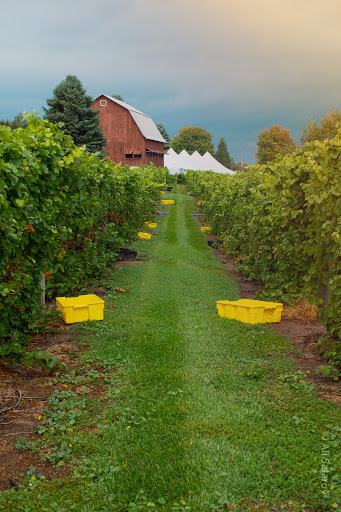 Vineyard «Ciccone Vineyard & Winery», reviews and photos, 10343 E Hilltop Rd, Suttons Bay, MI 49682, USA