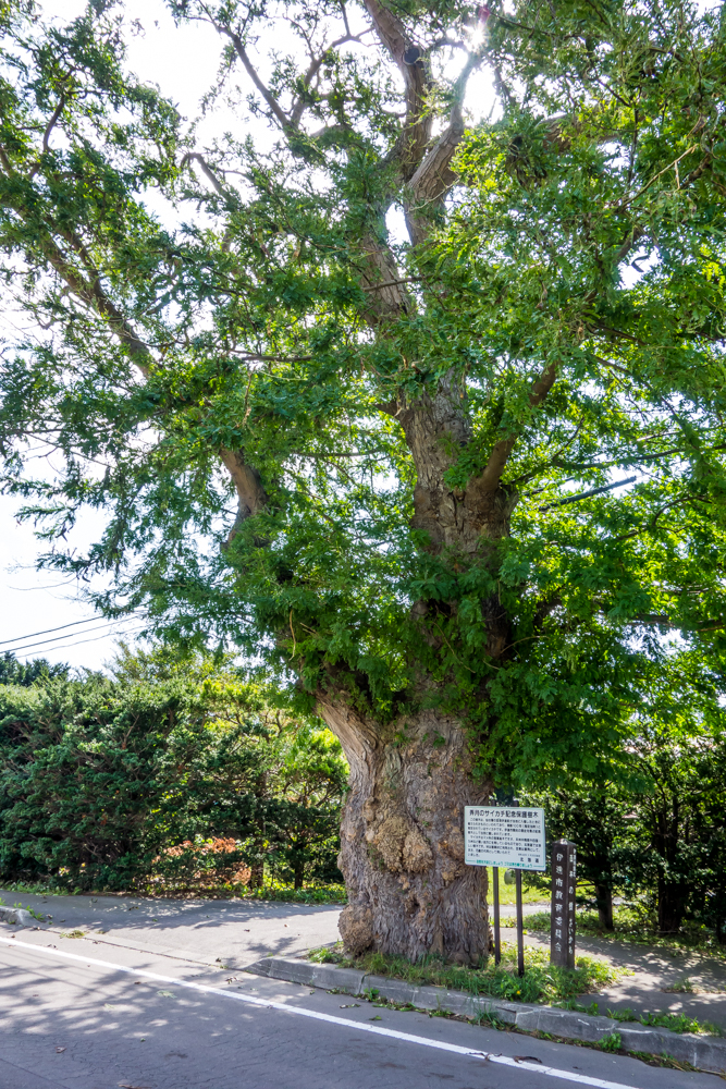 弄月のサイカチ記念保護樹木