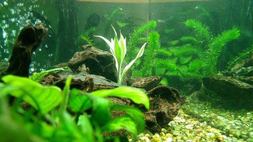 Coffee Shop «Ugly Mug CoffeeHouse», reviews and photos, 4640 Soquel Dr, Soquel, CA 95073, USA