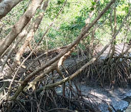 Mangrove Conservation Forest photo