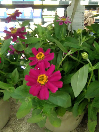 Supermarket «ALDI», reviews and photos, 398 S Weber Rd, Romeoville, IL 60446, USA