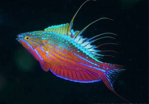 Tropical Fish Store Blue Earth Corals Aquariums Reviews And Photos 5791 Desoto Rd