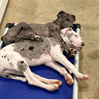 Hounds Town - Dallas - Sunnyvale - Photo 6 - Car repair in Sunnyvale, TX, Dallas