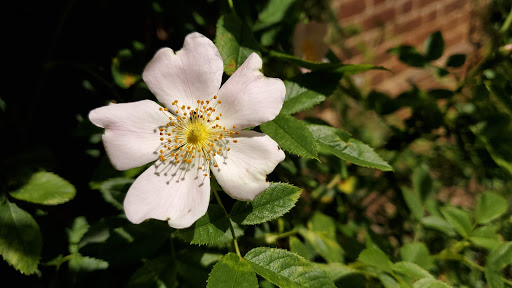 Museum «Kenmore», reviews and photos, 1201 Washington Ave, Fredericksburg, VA 22401, USA