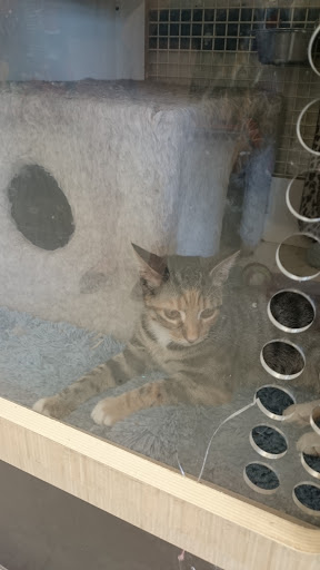 Pet Supply Store «Petco Animal Supplies», reviews and photos, 6137 Mid Rivers Mall Dr, St Charles, MO 63304, USA