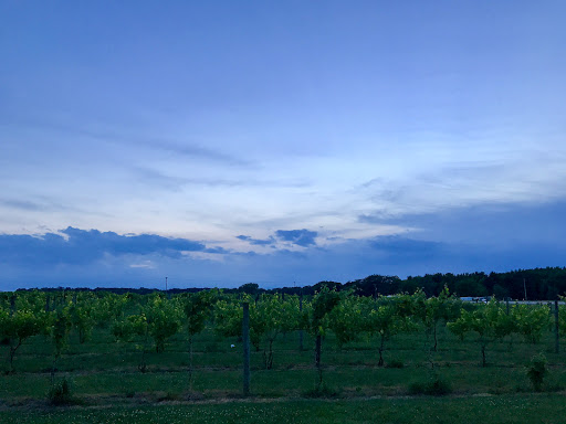 Vineyard «Sleepy Creek Vineyards», reviews and photos, 8254 E 1425 North Rd, Fairmount, IL 61841, USA