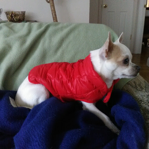 Pet Supply Store «Petco», reviews and photos, 3735 E Castro Valley Blvd, Castro Valley, CA 94552, USA