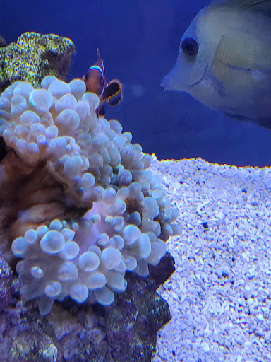 Pet Store «Everything Pet», reviews and photos, 3616 N Fry Rd, Katy, TX 77449, USA