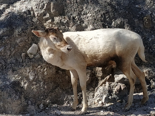 Granjas de animales en Puebla