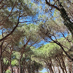 Photo n°1 de l'avis de stefano.i fait le 21/04/2023 à 20:48 sur le  Ristorante Oasi della Pizza à Rosolina Mare