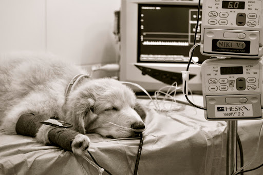 Blanes Centro Veterinario Urgències Mireia Balliu en Blanes