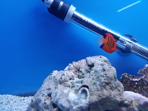 Tropical Fish Store «Belpre Aquarium & Pet Shop», reviews and photos, 1806 Washington Blvd, Belpre, OH 45714, USA