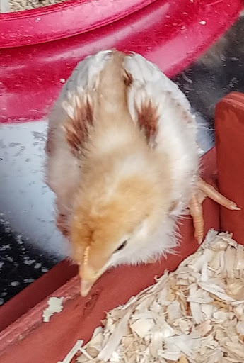 Home Improvement Store «Tractor Supply Co.», reviews and photos, 4601 E Grand River Ave, Howell, MI 48843, USA