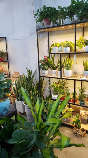 Top 20 cửa hàng cây kiểng Huyện Ba Vì Hà Nội 2022