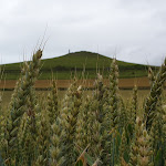 Photo n° 2 de l'avis de Cor.u fait le 03/07/2021 à 20:30 pour Cran d'Escalles à Escalles