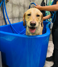 Hounds Town - Orlando - Winter Park - Photo 8 - Car repair in Winter Park, FL, Orlando