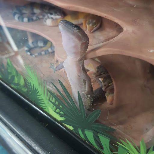 Pet Supply Store «Petco Animal Supplies», reviews and photos, 1209 New Brunswick Ave, Phillipsburg, NJ 08865, USA