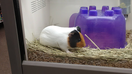 Pet Supply Store «Pet Supplies Plus», reviews and photos, 445 Atlantic City Blvd, Bayville, NJ 08721, USA