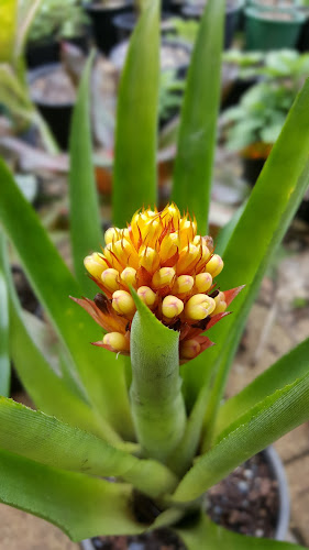Comments and reviews of Far North Bromeliad Group