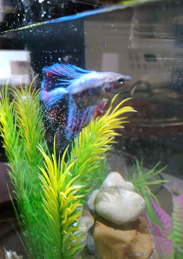 Pet Supply Store «PetSmart», reviews and photos, 2544 Crossing Cir, Traverse City, MI 49684, USA