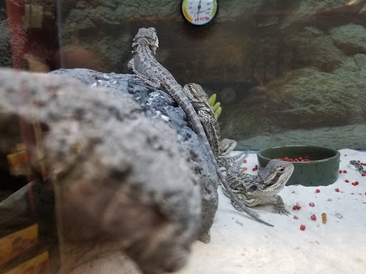 Pet Supply Store «Petco Animal Supplies», reviews and photos, 4167 Cheshire Station Plaza, Dale City, VA 22193, USA