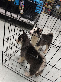 Pet Land - Photo 6 - Car repair in Macon, GA, Macon