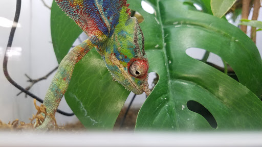 Pet Supply Store «Arcata Pet», reviews and photos, 600 F St #6, Arcata, CA 95521, USA