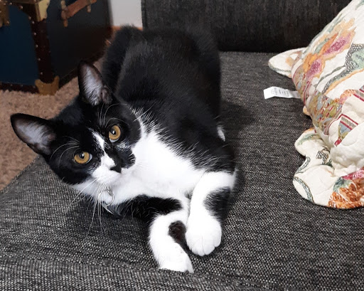 Town of Saugerties Animal Shelter